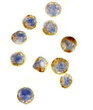 Polyclonal Rabbit anti-Human GAPDH Antibody (IHC, IF, WB)
