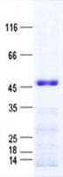 Human EIF2B3 Protein (Recombinant His, N-Terminal)