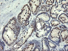 STAF50 / TRIM22 Antibody (aa61-406, clone OTI1D11, Carrier-free)