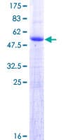 Human FAM9C Protein (Recombinant GST)
