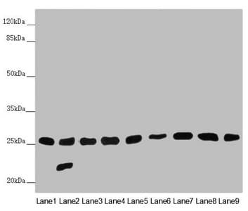 CHCHD3 Antibody