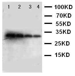 KLK1 / Kallikrein 1 Antibody (aa243-261)