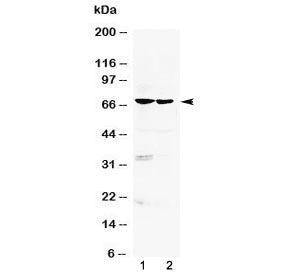 Polyclonal Rabbit anti-Human ARNTL / BMAL1 Antibody (WB)