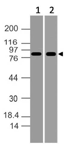 MLH1 Antibody