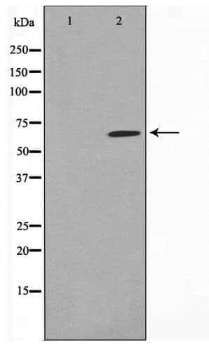 Polyclonal Rabbit anti-Human SGOL1 / Shugoshin Antibody (WB)