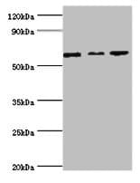 MAPK4 / ERK4 Antibody (aa348-587)