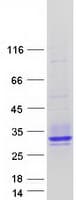 Human MPZL2 Protein (Recombinant Myc-DDK (Flag))