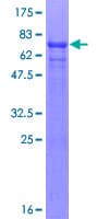 Human UBE1DC1 / UBA5 Protein (Recombinant GST)