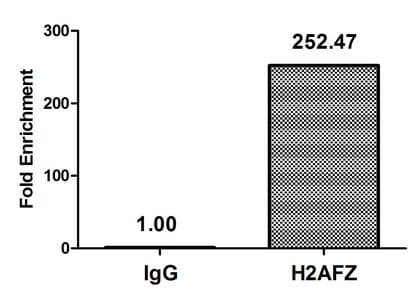H2AFZ / H2A.z Antibody