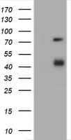 CD2 Antibody (clone OTI1D4)
