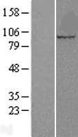 CUL5 / Cullin-5 Protein (Over-Expression Lysate Myc-DDK (Flag))