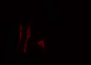 ORC1 Antibody