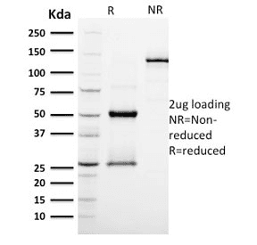 Monoclonal Mouse anti-Human PODXL / Podocalyxin Antibody (clone PODXL/2185, Azide-free,BSA-free, IHC)