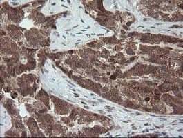 CPA2 Antibody (clone OTI3D8)