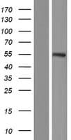 NARF Protein (Over-Expression Lysate Myc-DDK (Flag))