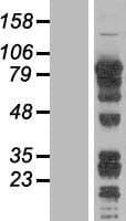 ARID3A / DRIL1 Protein (Over-Expression Lysate Myc-DDK (Flag))