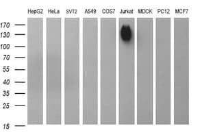 CD45 / LCA Antibody (clone OTI3F2)