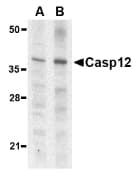 CASP12 / Caspase 12 Antibody