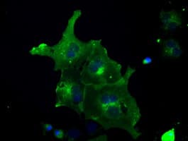 FRK Antibody (clone OTI5F3)