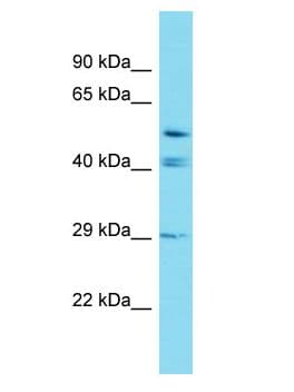 GRXCR2 Antibody (aa173-222)