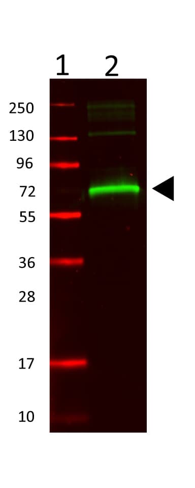 ALB / Serum Albumin Antibody