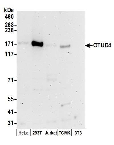 OTUD4 Antibody (aa1063-1113)