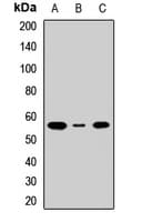 SLC1A5 / ASCT2 Antibody