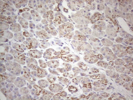 VISA / MAVS Antibody (aa1-247, clone OTI9C4)
