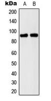 Polyclonal Rabbit anti-Human CDH15 / M Cadherin Antibody (N-Terminus, WB)
