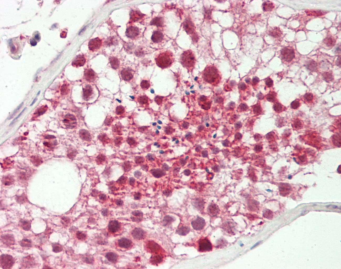 IHC-plus™ FBXO39 Antibody (aa385-414)