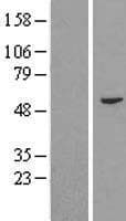 Human Fam114a2 Protein (Over-Expression Lysate Myc-DDK (Flag))
