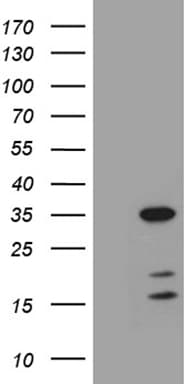GH2 Antibody (clone OTI5B11)