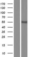 SMAD2 Protein (Over-Expression Lysate Myc-DDK (Flag))