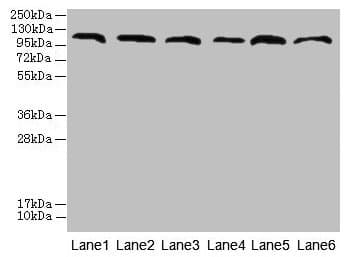 C1orf101 Antibody