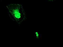 ERCC1 Antibody (clone OTI2A8, Carrier-free)