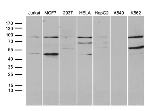 GNAS Antibody (clone OTI13G5, Carrier-free)