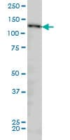NUP133 Antibody (clone 3E8)