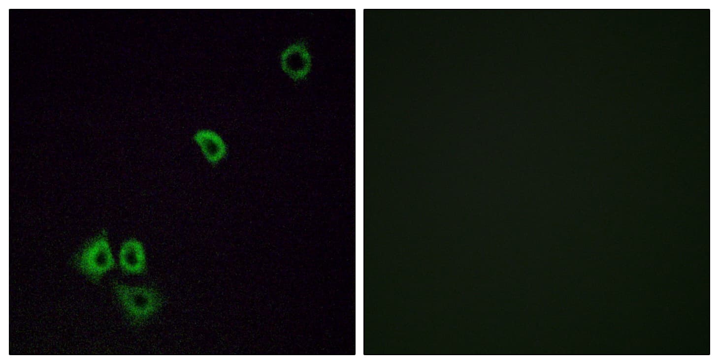 OR2G3 Antibody (aa61-110)
