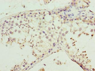 MMD2 Antibody