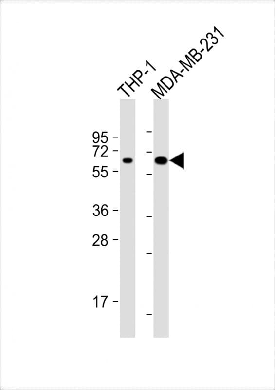 C6orf150 / MB21D1 Antibody (clone 1697CT136.65.30)