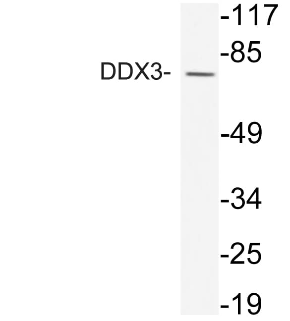 DDX3 / DDX3X Antibody (aa14-63)