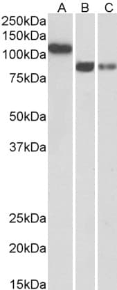 IHC-plus™ CDH13 / Cadherin 13 Antibody