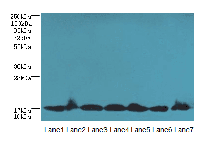 BUD31 Antibody