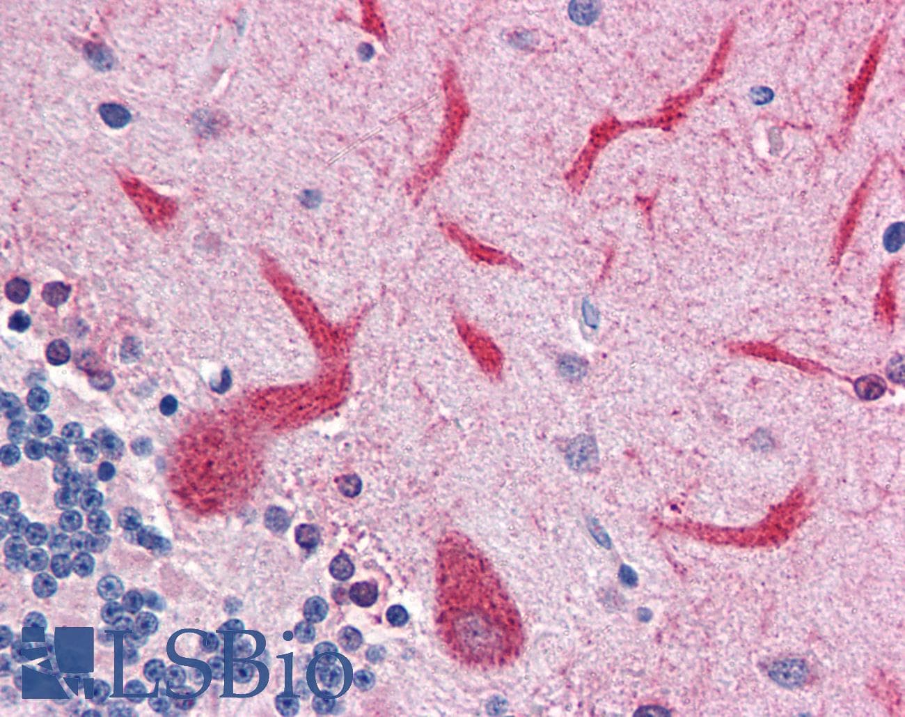 IHC-plus™ Polyclonal Rabbit anti-Human QSOX2 Antibody (C-Terminus)