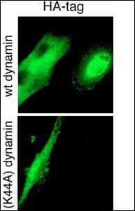 Hemagglutinin / HA Tag Antibody