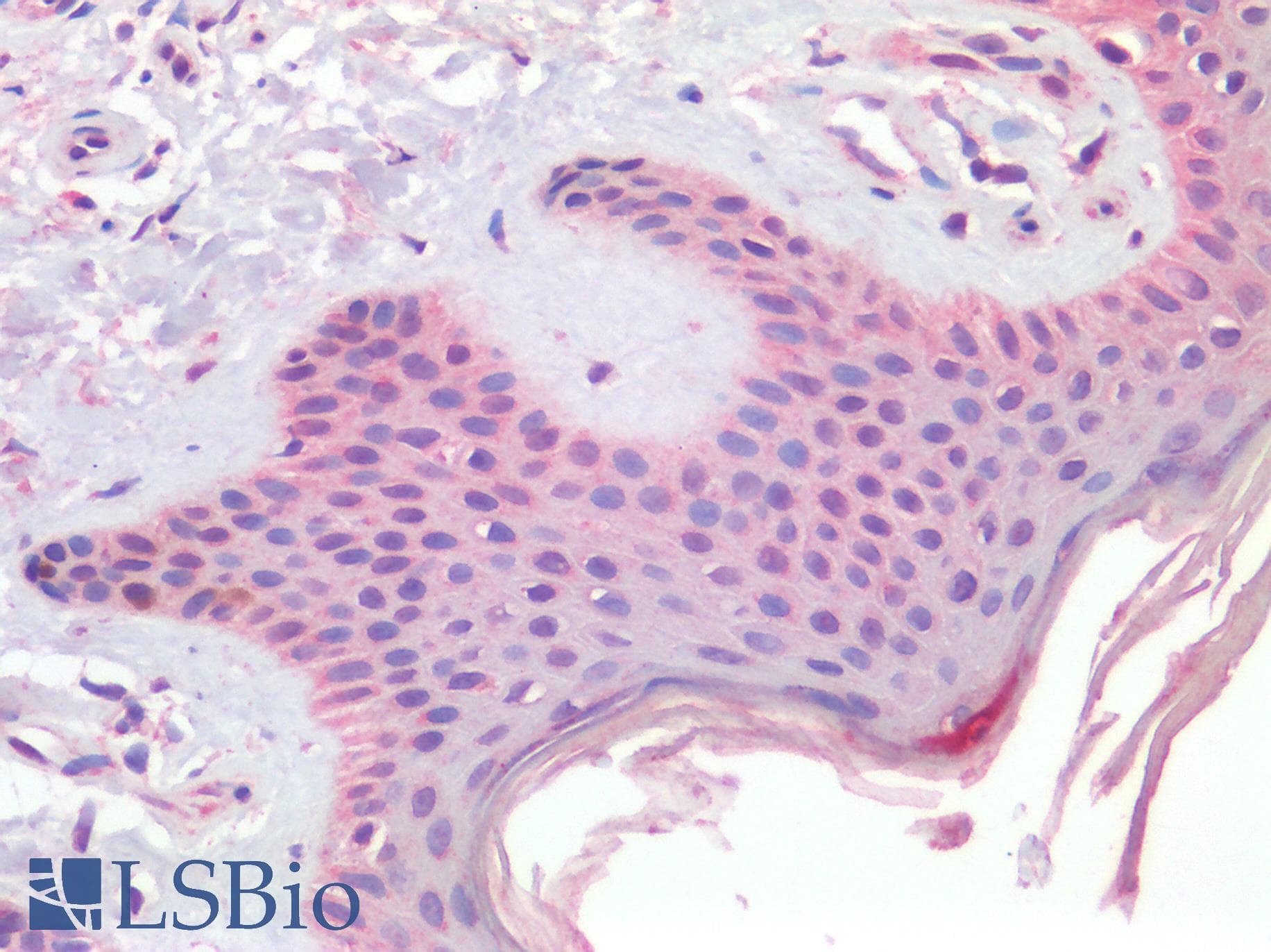 IHC-plus™ Polyclonal Rabbit anti-Human CD63 Antibody (IHC)