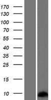 SPRR2G Protein (Over-Expression Lysate Myc-DDK (Flag))