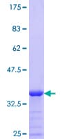 Human MICAL1 / MICAL Protein (Recombinant GST, N-terminus)