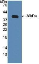 AKT3 Antibody (aa46-338)