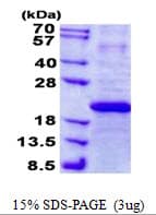 Human IFNA7 / Interferon Alpha 7 Protein (Recombinant His)